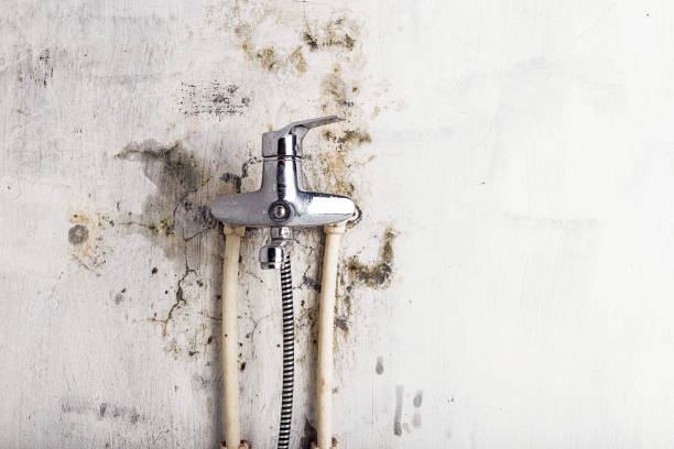 Best Commercial Mold Remediation in Elm City, NC