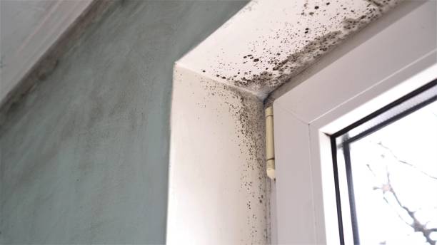 Best Attic Mold Remediation in Elm City, NC