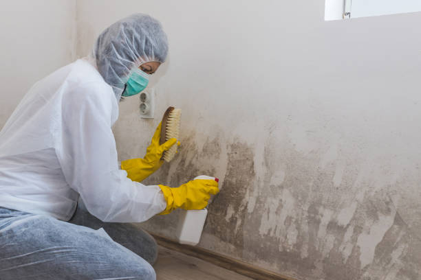 Best Black Mold Remediation in Elm City, NC