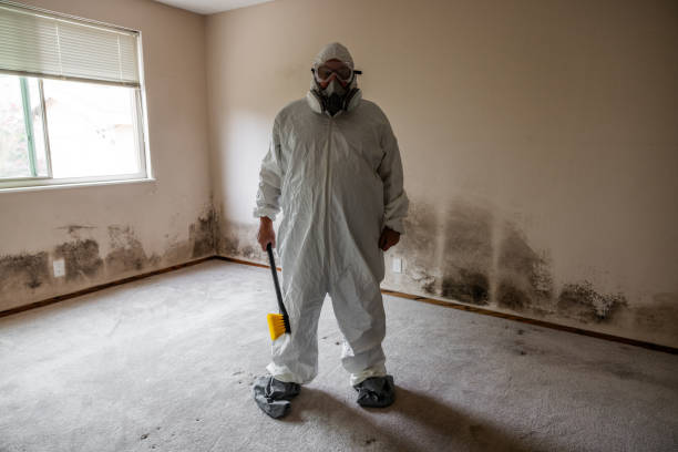Best Residential Mold Remediation in Elm City, NC