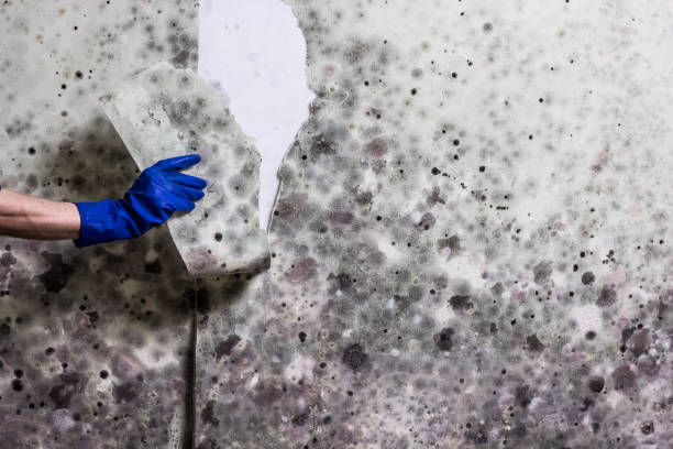 Best Crawl Space Mold Remediation in Elm City, NC